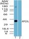 Autophagy Related 5 antibody, PA5-23186, Invitrogen Antibodies, Western Blot image 