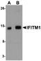 Interferon Induced Transmembrane Protein 1 antibody, NBP1-77171, Novus Biologicals, Western Blot image 