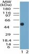 Neurotensin Receptor 2 antibody, NB100-56472, Novus Biologicals, Western Blot image 