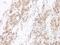 Lymphotoxin Alpha antibody, TA328456, Origene, Immunohistochemistry frozen image 