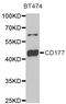 CD177 Molecule antibody, A03958-1, Boster Biological Technology, Western Blot image 