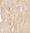 Aminoacyl TRNA Synthetase Complex Interacting Multifunctional Protein 1 antibody, 7513, ProSci, Immunohistochemistry paraffin image 