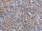 Lysine Demethylase 4D antibody, CSB-PA953461, Cusabio, Immunohistochemistry frozen image 