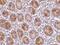 Apoptosis Antagonizing Transcription Factor antibody, 3039, ProSci, Immunohistochemistry frozen image 