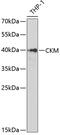 CKM antibody, GTX33119, GeneTex, Western Blot image 