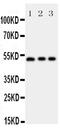 Annexin A7 antibody, PA5-78786, Invitrogen Antibodies, Western Blot image 