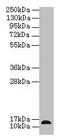 RAB Interacting Factor antibody, LS-C396529, Lifespan Biosciences, Western Blot image 