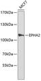 EPH Receptor A2 antibody, 13-064, ProSci, Western Blot image 