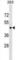 CD40 Molecule antibody, abx029838, Abbexa, Western Blot image 