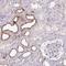 Transmembrane Protein 52B antibody, NBP2-49272, Novus Biologicals, Immunohistochemistry frozen image 