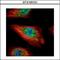 SMAD Family Member 5 antibody, GTX105101, GeneTex, Immunofluorescence image 