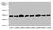 Transmembrane BAX Inhibitor Motif Containing 1 antibody, LS-C378987, Lifespan Biosciences, Western Blot image 