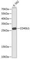 CD40 Ligand antibody, 14-739, ProSci, Western Blot image 