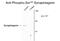 Synaptotagmin 1 antibody, GTX82583, GeneTex, Western Blot image 
