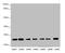 RAS Like Proto-Oncogene B antibody, LS-C676358, Lifespan Biosciences, Western Blot image 