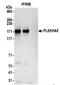 Pleckstrin Homology Domain Containing A5 antibody, NBP2-37695, Novus Biologicals, Immunoprecipitation image 