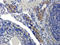 Rho Guanine Nucleotide Exchange Factor 16 antibody, orb312938, Biorbyt, Immunohistochemistry paraffin image 
