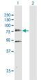 Polo Like Kinase 3 antibody, H00001263-D01P, Novus Biologicals, Western Blot image 