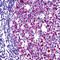 Cell Division Cycle 7 antibody, LS-C87903, Lifespan Biosciences, Immunohistochemistry paraffin image 