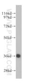 Death Effector Domain Containing 2 antibody, 14574-1-AP, Proteintech Group, Western Blot image 
