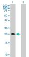 Mediator Complex Subunit 30 antibody, H00090390-B01P, Novus Biologicals, Western Blot image 