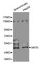 Sirtuin 6 antibody, MBS127318, MyBioSource, Western Blot image 