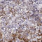 Neuropeptide W antibody, HPA064874, Atlas Antibodies, Immunohistochemistry paraffin image 