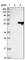 COP9 Signalosome Subunit 2 antibody, HPA016867, Atlas Antibodies, Western Blot image 