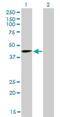 Sirtuin 2 antibody, H00022933-M01, Novus Biologicals, Western Blot image 