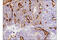 Prominin 1 antibody, 64326S, Cell Signaling Technology, Immunohistochemistry paraffin image 