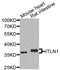 ITLN1 antibody, A7234, ABclonal Technology, Western Blot image 