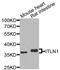 Intelectin 1 antibody, A7234, ABclonal Technology, Western Blot image 