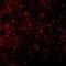 TNF Receptor Superfamily Member 17 antibody, NBP1-76774, Novus Biologicals, Immunofluorescence image 