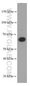 Peroxisome Proliferator Activated Receptor Gamma antibody, 60127-1-Ig, Proteintech Group, Western Blot image 