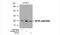 Eukaryotic Translation Initiation Factor 4E antibody, NB100-81898, Novus Biologicals, Western Blot image 