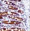 SRC-1 antibody, LS-C203762, Lifespan Biosciences, Immunohistochemistry frozen image 