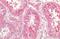 Calnexin antibody, NBP1-37774, Novus Biologicals, Immunohistochemistry frozen image 