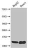 WAP Four-Disulfide Core Domain 2 antibody, CSB-PA09794A0Rb, Cusabio, Western Blot image 