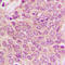 Proliferation And Apoptosis Adaptor Protein 15 antibody, LS-C368458, Lifespan Biosciences, Immunohistochemistry paraffin image 