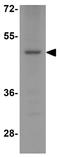 Sphingosine-1-Phosphate Receptor 2 antibody, GTX31951, GeneTex, Western Blot image 