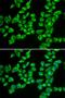 Ig kappa-b4 chain C region antibody, orb178513, Biorbyt, Immunofluorescence image 