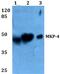 Dual Specificity Phosphatase 9 antibody, LS-B12166, Lifespan Biosciences, Western Blot image 