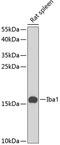 AIF1 antibody, 14-395, ProSci, Western Blot image 