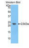 C-Type Lectin Domain Family 3 Member B antibody, LS-C293564, Lifespan Biosciences, Western Blot image 