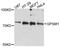 G-protein-signaling modulator 1 antibody, STJ113580, St John