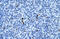 Annexin A3 antibody, ARP36578_T100, Aviva Systems Biology, Immunohistochemistry frozen image 