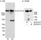 AT-Hook Containing Transcription Factor 1 antibody, A300-166A, Bethyl Labs, Western Blot image 