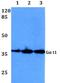 G Protein Subunit Alpha Transducin 1 antibody, A04598t1, Boster Biological Technology, Western Blot image 