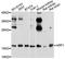 ADP Ribosylation Factor 1 antibody, A7643, ABclonal Technology, Western Blot image 