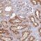 Phosphoinositide-3-Kinase Regulatory Subunit 5 antibody, PA5-62573, Invitrogen Antibodies, Immunohistochemistry frozen image 